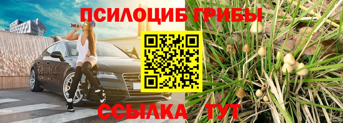 Галлюциногенные грибы Psilocybe  Сунжа 